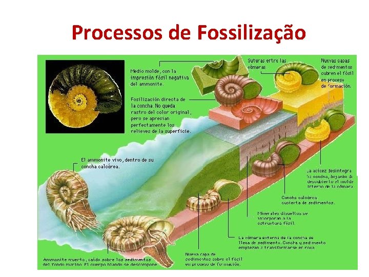 Processos de Fossilização 