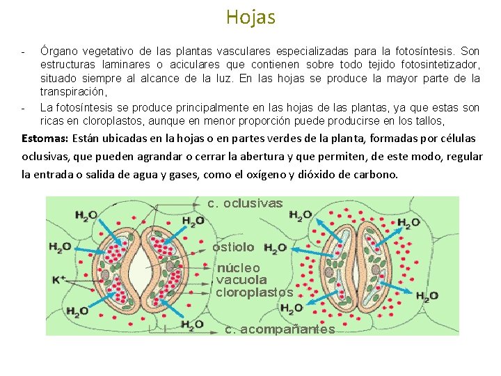 Hojas - - Órgano vegetativo de las plantas vasculares especializadas para la fotosíntesis. Son