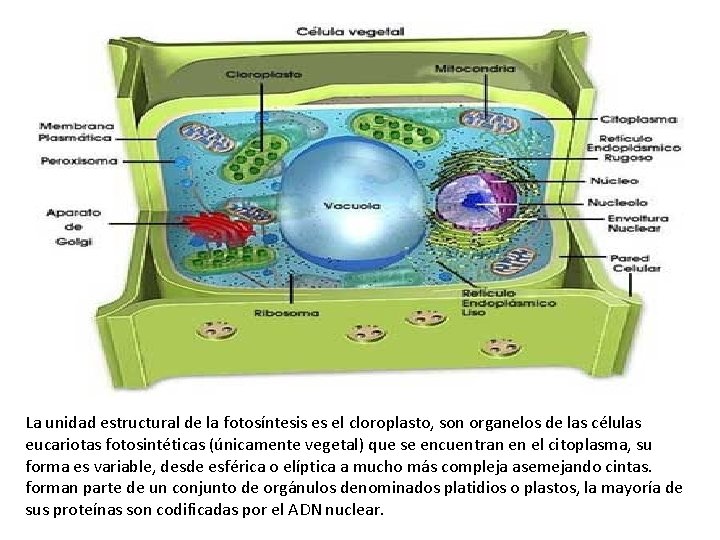 Celulas Vegetales La unidad estructural de la fotosíntesis es el cloroplasto, son organelos de