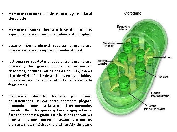  • membranas externa: contiene porinas y delimita al cloroplasto • membrana interna: hecha