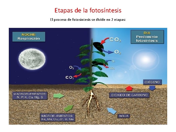 Etapas de la fotosíntesis El proceso de fotosíntesis se divide en 2 etapas: 