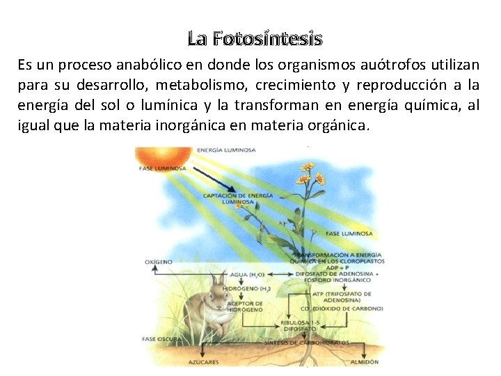 La Fotosíntesis Es un proceso anabólico en donde los organismos auótrofos utilizan para su