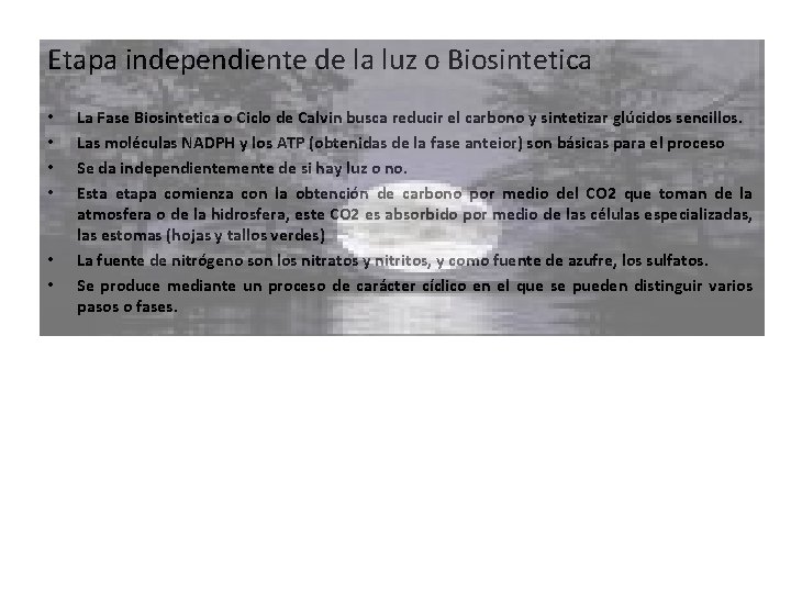 Etapa independiente de la luz o Biosintetica • • • La Fase Biosintetica o