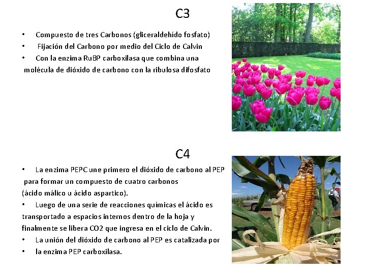 C 3 • Compuesto de tres Carbonos (gliceraldehído fosfato) • Fijación del Carbono por