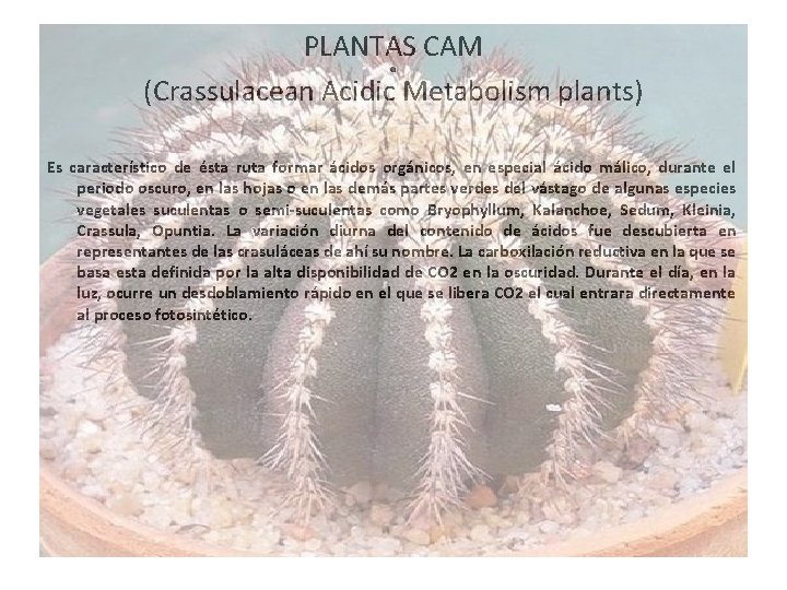 PLANTAS CAM. (Crassulacean Acidic Metabolism plants) Es característico de ésta ruta formar ácidos orgánicos,