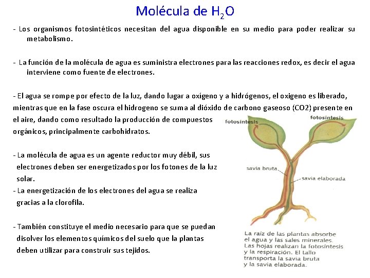 Molécula de H 2 O - Los organismos fotosintéticos necesitan del agua disponible en
