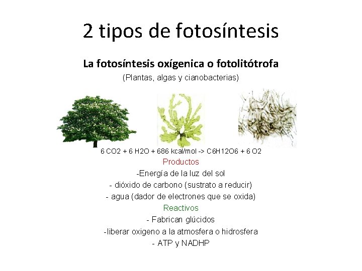 2 tipos de fotosíntesis La fotosíntesis oxígenica o fotolitótrofa (Plantas, algas y cianobacterias) 6