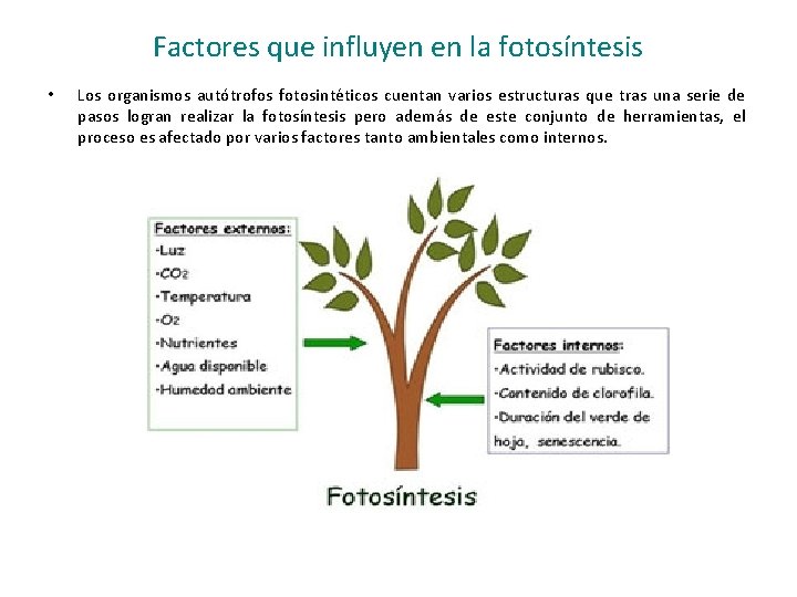 Factores que influyen en la fotosíntesis • Los organismos autótrofos fotosintéticos cuentan varios estructuras