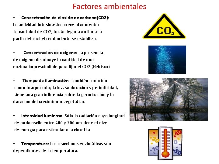 Factores ambientales • Concentración de dióxido de carbono(CO 2): La actividad fotosintética crece al
