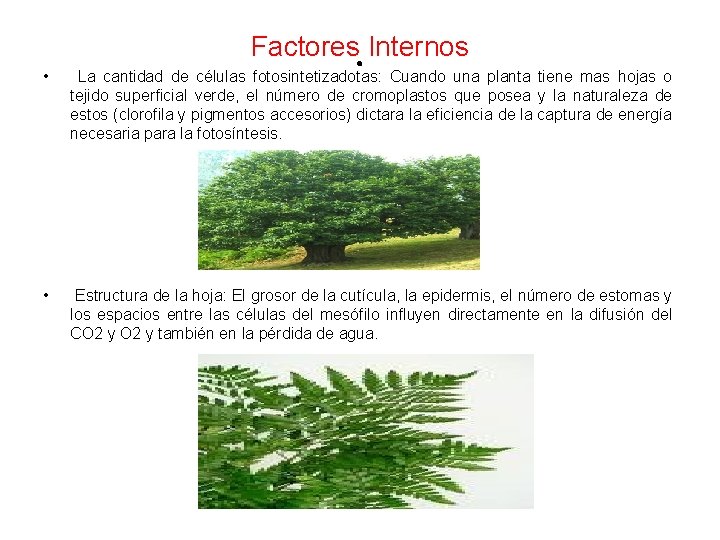 Factores. Internos • La cantidad de células fotosintetizadotas: Cuando una planta tiene mas hojas