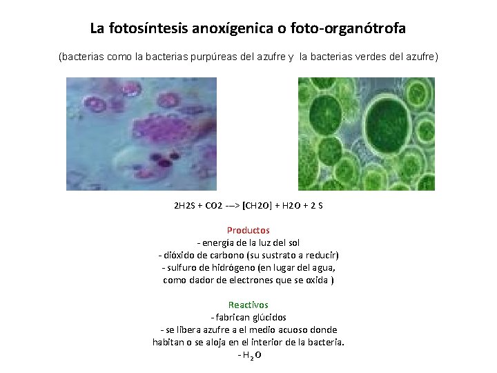 La fotosíntesis anoxígenica o foto-organótrofa (bacterias como la bacterias purpúreas del azufre y la