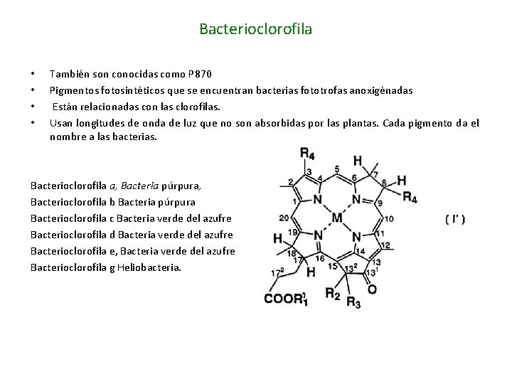 Bacterioclorofila • • También son conocidas como P 870 Pigmentos fotosintéticos que se encuentran