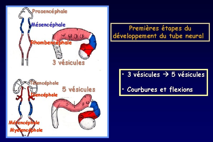 Prosencéphale Mésencéphale Rhombencéphale Premières étapes du développement du tube neural 3 vésicules • 3 Prosencéphale Mésencéphale Rhombencéphale Premières étapes du développement du tube neural 3 vésicules • 3