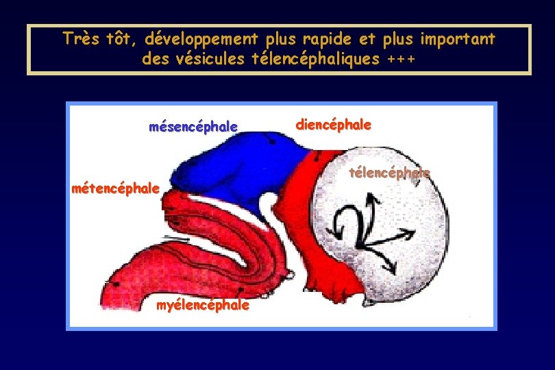 Très tôt, développement plus rapide et plus important des vésicules télencéphaliques +++ mésencéphale métencéphale Très tôt, développement plus rapide et plus important des vésicules télencéphaliques +++ mésencéphale métencéphale