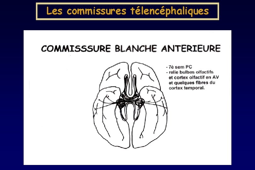 Les commissures télencéphaliques Les commissures télencéphaliques