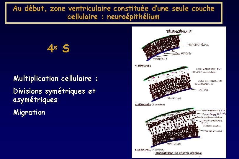 Au début, zone ventriculaire constituée d’une seule couche cellulaire : neuroépithélium 4 e S Au début, zone ventriculaire constituée d’une seule couche cellulaire : neuroépithélium 4 e S