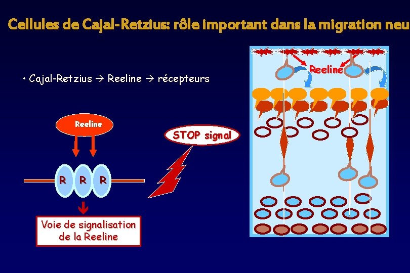 Cellules de Cajal-Retzius: rôle important dans la migration neur neu • Cajal-Retzius Reeline récepteurs Cellules de Cajal-Retzius: rôle important dans la migration neur neu • Cajal-Retzius Reeline récepteurs