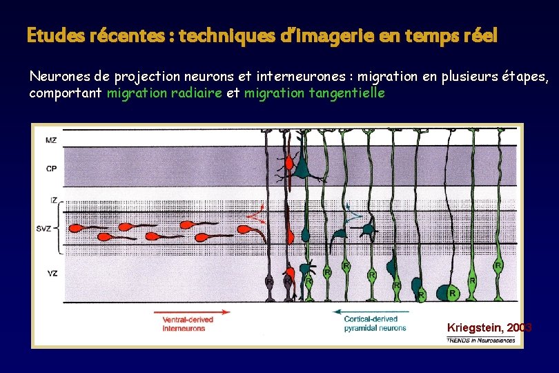 Etudes récentes : techniques d’imagerie en temps réel Neurones de projection neurons et interneurones Etudes récentes : techniques d’imagerie en temps réel Neurones de projection neurons et interneurones
