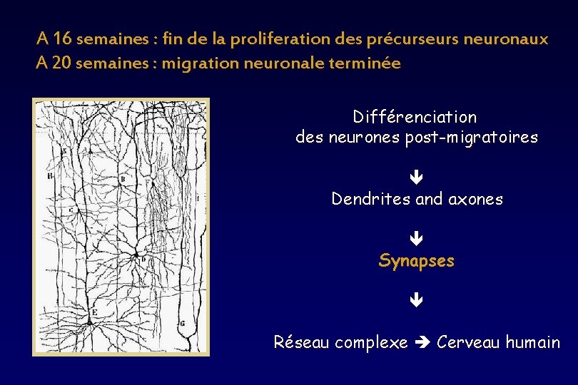 A 16 semaines : fin de la proliferation des précurseurs neuronaux A 20 semaines A 16 semaines : fin de la proliferation des précurseurs neuronaux A 20 semaines