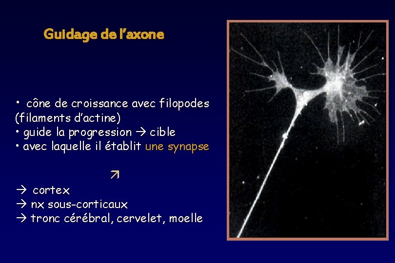 Guidage de l’axone • cône de croissance avec filopodes (filaments d’actine) • guide la Guidage de l’axone • cône de croissance avec filopodes (filaments d’actine) • guide la