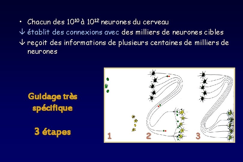 • Chacun des 1010 à 1012 neurones du cerveau â établit des connexions • Chacun des 1010 à 1012 neurones du cerveau â établit des connexions
