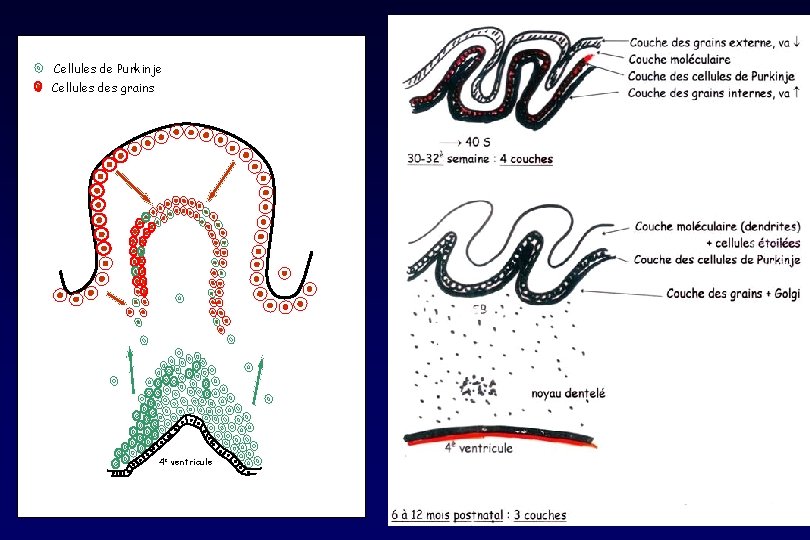 Cellules de Purkinje Cellules des grains 4 e ventricule Cellules de Purkinje Cellules des grains 4 e ventricule