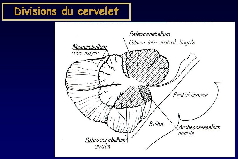 Divisions du cervelet Divisions du cervelet