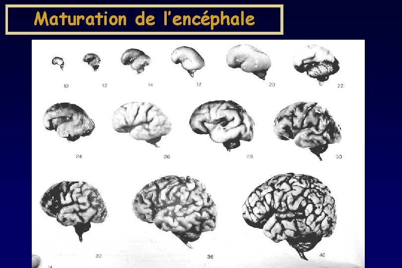 Maturation de l’encéphale Maturation de l’encéphale