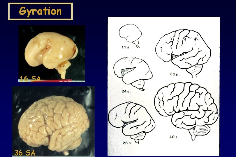 Gyration 16 SA 36 SA Gyration 16 SA 36 SA