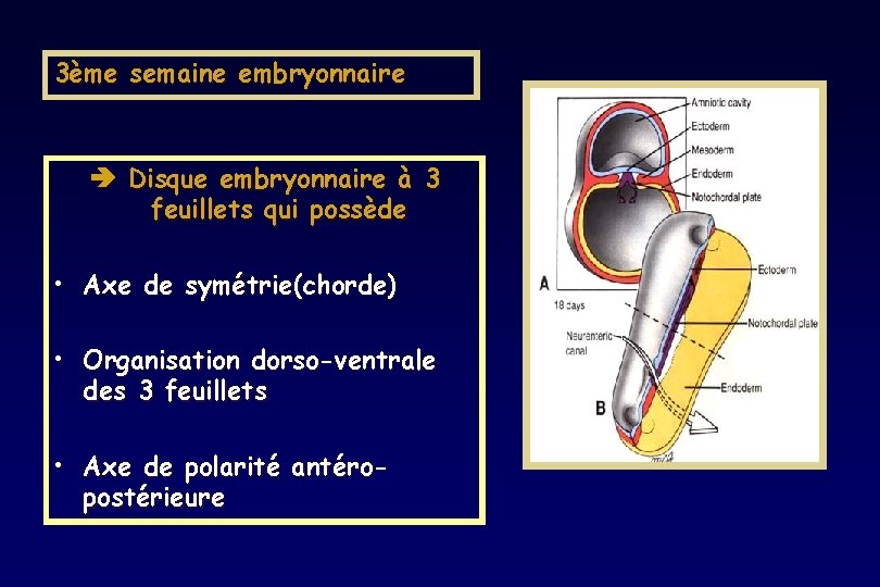 3ème semaine embryonnaire Disque embryonnaire à 3 feuillets qui possède • Axe de symétrie(chorde) 3ème semaine embryonnaire Disque embryonnaire à 3 feuillets qui possède • Axe de symétrie(chorde)