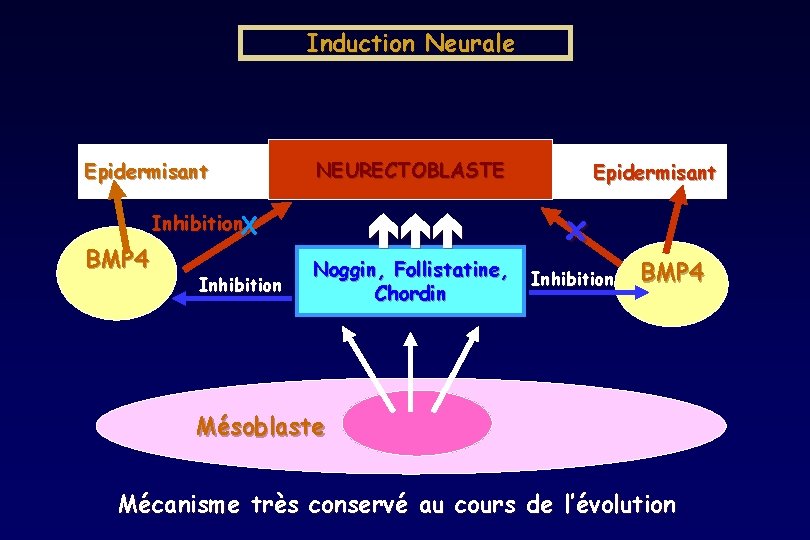 Induction Neurale Neural Epidermisant BMP 4 NEURECTOBLASTE x Noggin, Follistatine, Chordin Inhibition. X Inhibition Induction Neurale Neural Epidermisant BMP 4 NEURECTOBLASTE x Noggin, Follistatine, Chordin Inhibition. X Inhibition