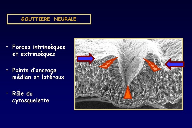 GOUTTIERE NEURALE • Forces intrinsèques et extrinsèques • Points d’ancrage médian et latéraux • GOUTTIERE NEURALE • Forces intrinsèques et extrinsèques • Points d’ancrage médian et latéraux •