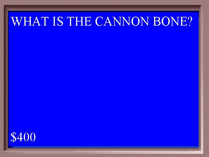 WHAT IS THE CANNON BONE? 1 - 100 1 -400 A $400 