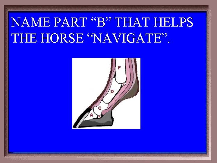 NAME PART “B” THAT HELPS THE HORSE “NAVIGATE”. 1 -500 