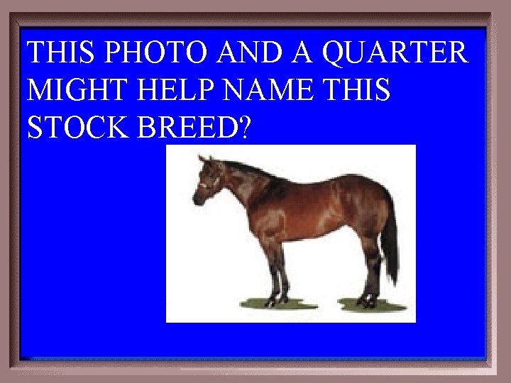 THIS PHOTO AND A QUARTER MIGHT HELP NAME THIS STOCK BREED? 1 - 100