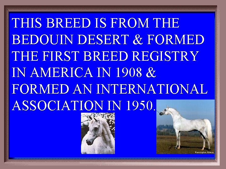THIS BREED IS FROM THE BEDOUIN DESERT & FORMED THE FIRST BREED REGISTRY IN