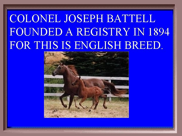 COLONEL JOSEPH BATTELL FOUNDED A REGISTRY IN 1894 FOR THIS IS ENGLISH BREED. 2