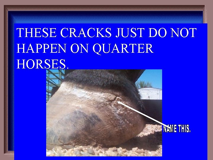 THESE CRACKS JUST DO NOT HAPPEN ON QUARTER HORSES. 3 -300 
