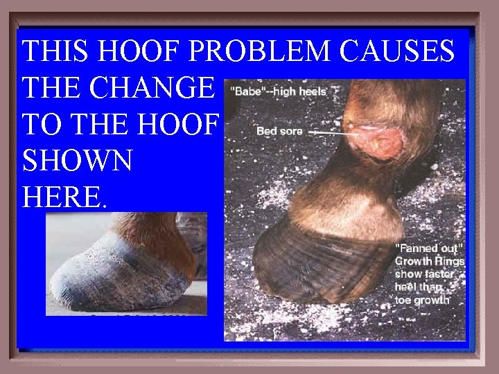 THIS HOOF PROBLEM CAUSES THE CHANGE TO THE HOOF SHOWN HERE. 3 -500 