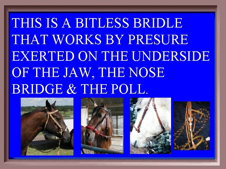 THIS IS A BITLESS BRIDLE THAT WORKS BY PRESURE EXERTED ON THE UNDERSIDE OF