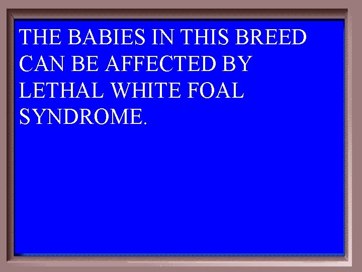 THE BABIES IN THIS BREED CAN BE AFFECTED BY LETHAL WHITE FOAL SYNDROME. 6