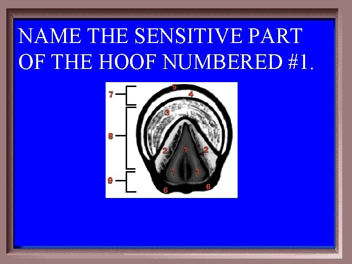 NAME THE SENSITIVE PART OF THE HOOF NUMBERED #1. 