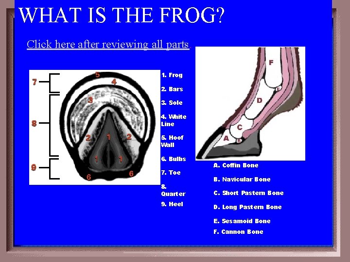 WHAT IS THE FROG? Click here after reviewing all parts. 1. Frog 2. Bars