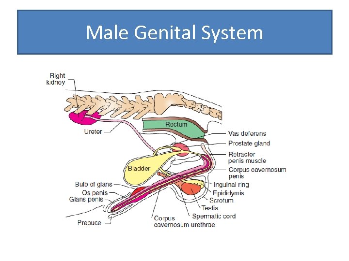 Male Genital System 