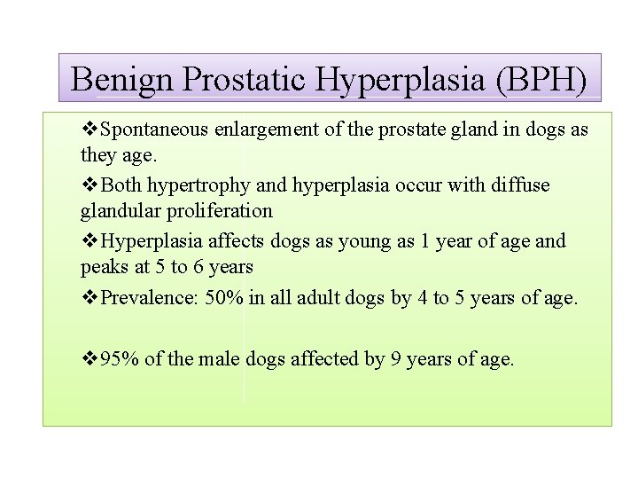 Benign Prostatic Hyperplasia (BPH) v. Spontaneous enlargement of the prostate gland in dogs as