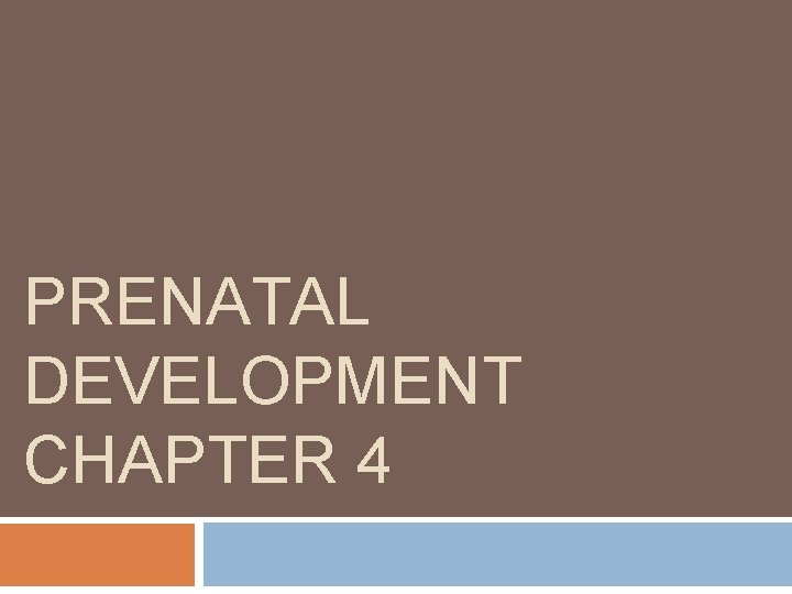 PRENATAL DEVELOPMENT CHAPTER 4 