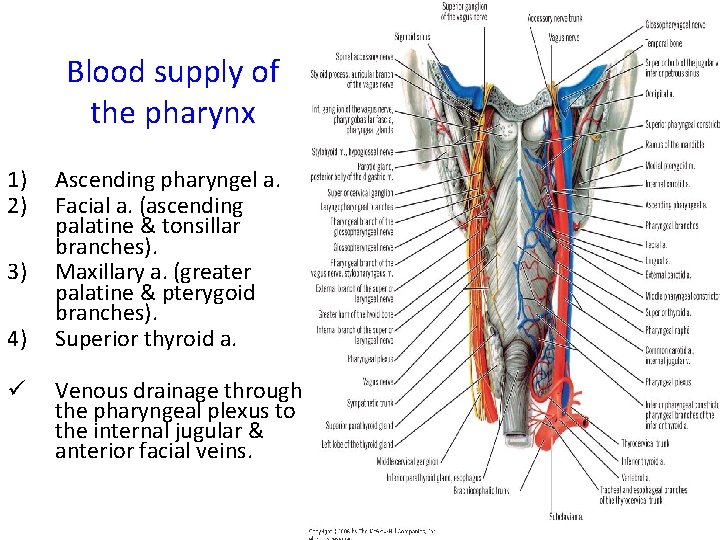 Blood supply of the pharynx 1) 2) 3) 4) ü Ascending pharyngel a. Facial