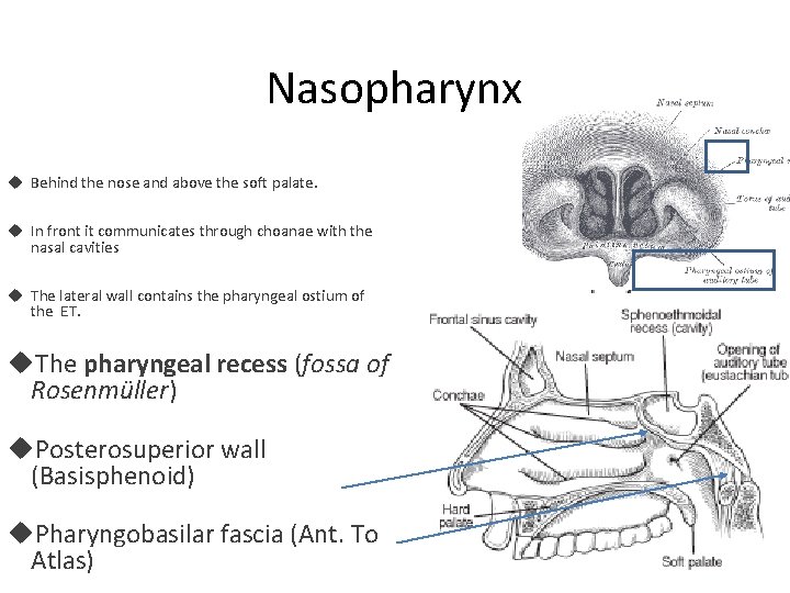 Nasopharynx Behind the nose and above the soft palate. In front it communicates through