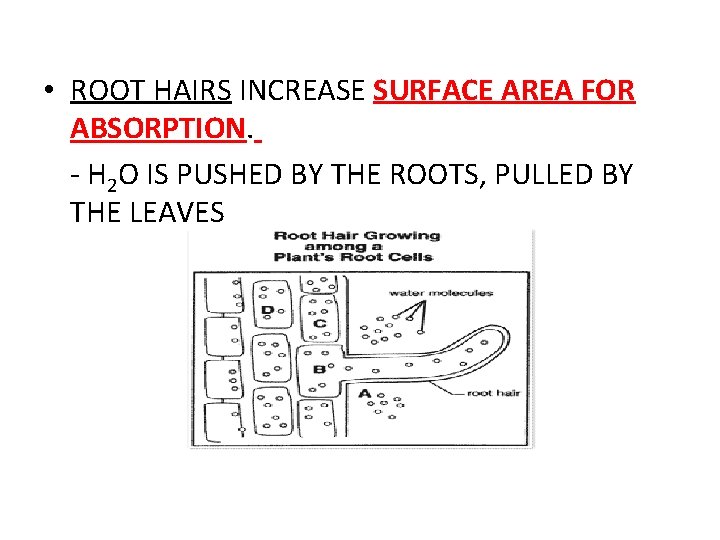  • ROOT HAIRS INCREASE SURFACE AREA FOR ABSORPTION. - H 2 O IS