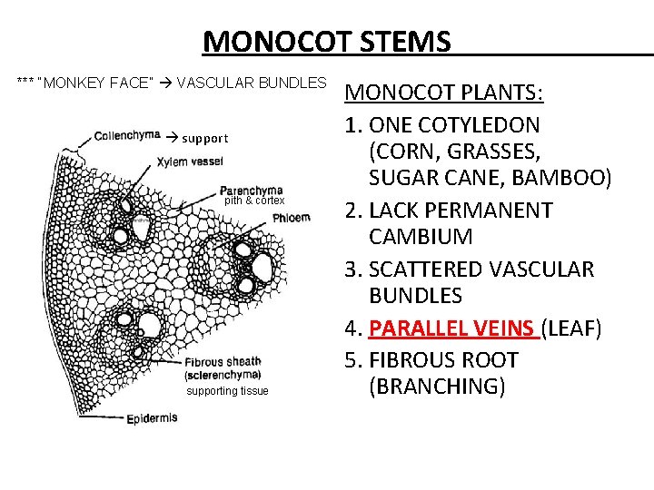 MONOCOT STEMS *** “MONKEY FACE” VASCULAR BUNDLES support pith & cortex supporting tissue MONOCOT